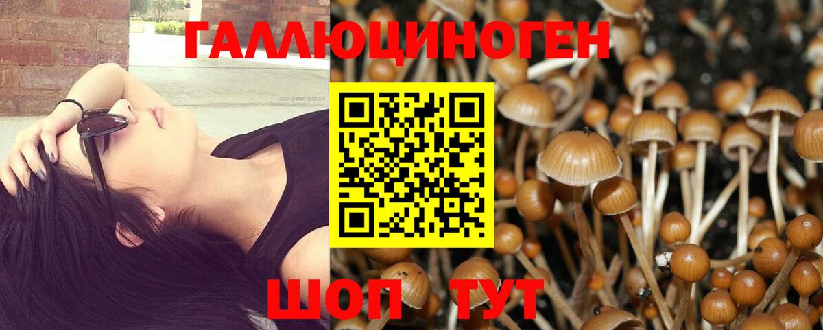 Галлюциногенные грибы Psilocybine cubensis Кандалакша